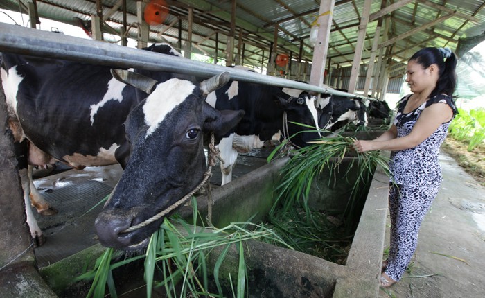 Cùng với hệ thống 10 trang trại quy mô công nghiệp, hiện nay Vinamilk đang quản lý đàn bò sữa gần 140.000 con. Ảnh minh hoạ: Chinhphu.vn