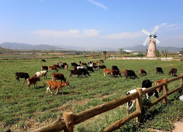 Ngoài các trang trại bò sữa Organic tại Việt Nam, Vinamilk đã đầu tư xây dựng một dự án tổ hợp trang trại Organic tại Lào với quy mô 4.000 con