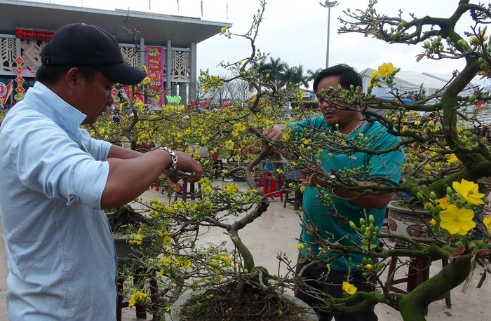 Người dân chăm sóc hoa mai. (Ảnh chỉ mang tính minh họa: Baoquangtri.vn)