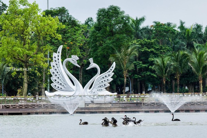 Giống như tên gọi, hồ Thiên Nga là nơi 20 chú thiên nga đen và trắng cùng nhau làm tổ, sinh sống và phát triển. Từ vài cá thể ban đầu, những gia đình thiên nga dần hình thành từ những lần ấp nở thành công.