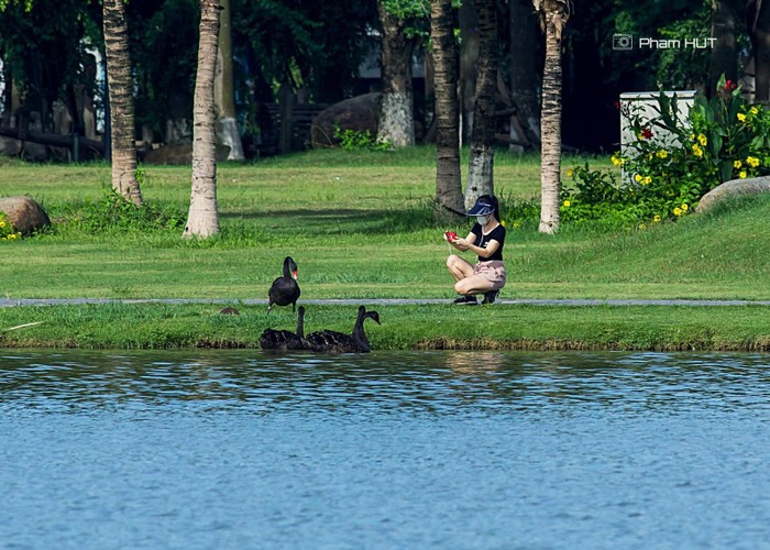 Theo đại diện ban quản lý khu đô thị, sau thời gian dài chăm sóc, thuần chủng, những chú chim thiên nga rất dạn người, tự do bơi lội và sẵn sàng đón nhận thức ăn từ cư dân.