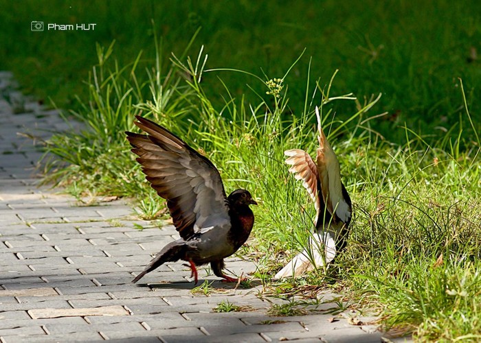 Cặp chim bồ câu tự do bay nhảy, tìm kiếm thức ăn trên vỉa hè.