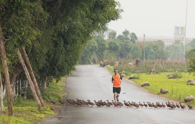 Dọc đường dạo bộ 5 giác quan ven hồ, cư dân còn thường xuyên bắt gặp những đàn vịt trời hàng chục con chạy tung tăng qua đường kiếm ăn.