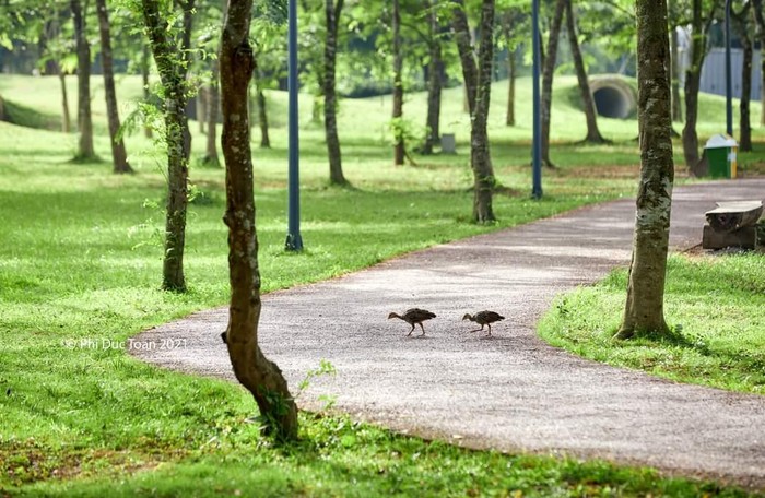 Vào buổi sáng hoặc lúc chạng vạng, cư dân tại đay còn thường xuyên thấy những đàn chim quốc đi &quot;dạo bộ&quot;. Các đàn quốc cũng sinh trưởng nhiều lứa ở đây.