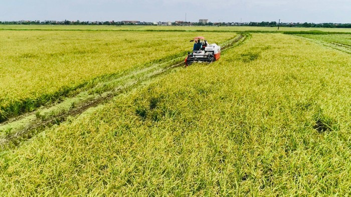 Những cánh đồng mẫu lớn trồng lúa của TH tại Thái Bình sẽ cung cấp một phần nguyên liệu cho Nhà máy Chế biến thực phẩm sạch TH. Bên cạnh đó là các nguồn nguyên liệu liên kết với người dân. Ảnh: Hà Lan