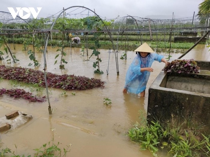 Vùng rau Tuý Loan, xã Hoà Phong, huyện Hoà Vang, thành phố Đà Nẵng bị mưa ngập gây hư hại. (Ảnh: VOV)