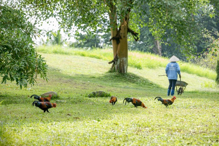 Công nhân cây xanh, môi trường hàng ngày làm đẹp cho Khu đô thị