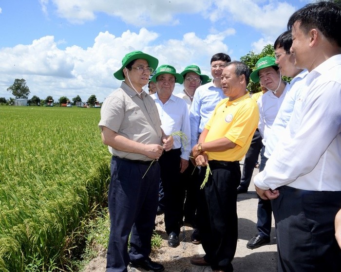 Thủ tướng Phạm Minh Chính thăm cánh đồng lúa canh tác theo mô hình công nghệ cao của Hợp tác xã Dịch vụ nông nghiệp Thắng Lợi.