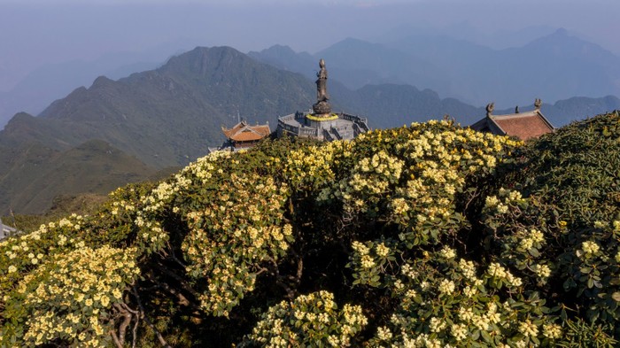 Hoa đỗ quyên nở rộ trên đỉnh Fansipan.