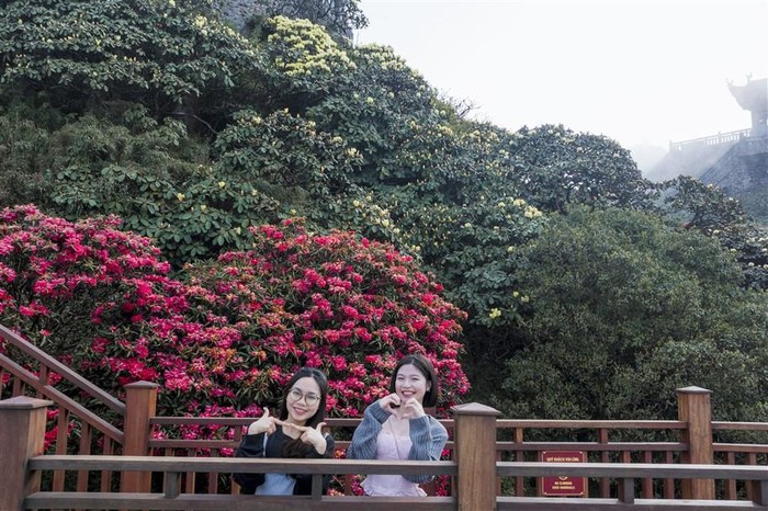 Đây là đường dạo ngắm hoa Đỗ quyên đầu tiên tại Việt Nam, nằm tại Kim Sơn Bảo Thắng Tự thuộc quần thể kiến trúc văn hóa tâm linh trên đỉnh thiêng Fansipan, khánh thành từ tháng 5/2023.