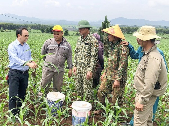 Anh Nguyễn Bá Trường (trái) hướng dẫn các hộ dân kỹ thuật trồng ngô sinh khối làm nguyên liệu cho Tập đoàn TH. Ảnh tư liệu