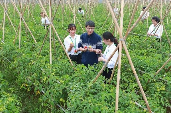 Mô hình nghiên cứu chọn giống cà chua tại Học viện Nông nghiệp Việt Nam.