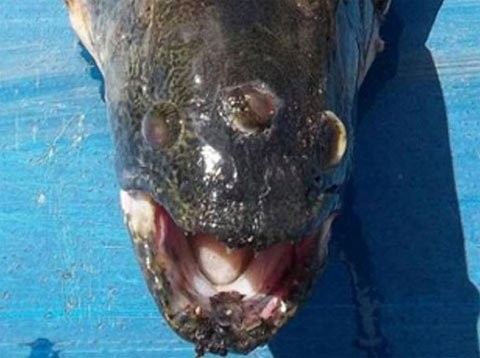 Con cá dị dạng có 3 mắt.