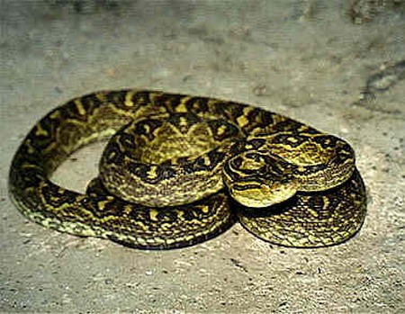 Nọc độc của rắn Habu làm tê liệt nội tạng con người. (Ảnh: Freesnake.com)