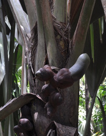 Loài dừa này được đánh giá cao về đặc tính kích dục của nó. Các nhà máy ở Cộng hòa Seychelles luôn săn lùng và khai thác trái phép hạt nhân dừa.