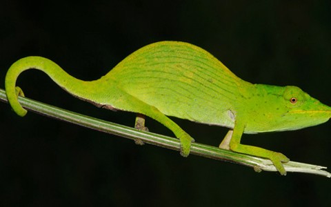 Tắc kè Tarzan. Tên gọi của loài vật này đặt theo tên của thành phố Tarzanville, Cộng hòa Madagascar, nơi phát hiện loài tắc kè này vào năm 2009. Chúng là một trong 61.900 loài bị đưa vào Sách Đỏ trong năm nay và là một trong 22 loài bị đe dọa tại Madagascar do các khu rừng nhiệt đới đang bị xóa dần.