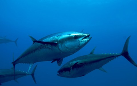 Cá ngừ vây xanh khổng lồ. Năm trong số tám loài cá ngừ nằm trong danh sách bị đe dọa, bao gồm cá ngừ vây xanh khổng lồ ở đại Tây Dương đang trên bờ tuyệt chủng.