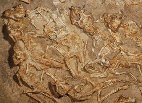 Các nhà khoa học tin rằng, những con khủng long con bị chôn vùi khi chúng vẫn còn sống. Ảnh: Discovery.