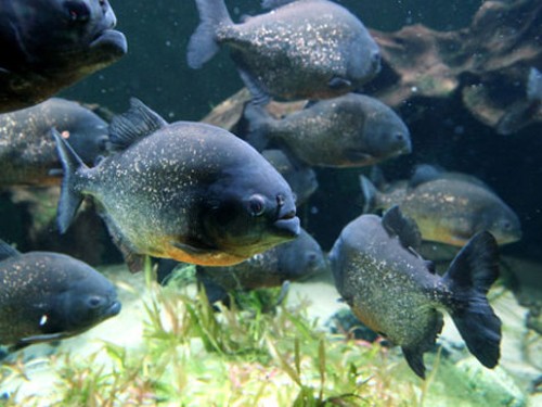 Piranha là cá ăn thịt rất hung dữ, háu đói. Ảnh minh họa: Getty Images