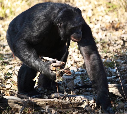 Con khỉ bonobo trong ảnh có tên là Kanzi. Nó đang nhặt củi khô trong một trung tâm bảo tồn động vật linh trưởng ở thành phố Des Moines, bang Iowa, Mỹ.