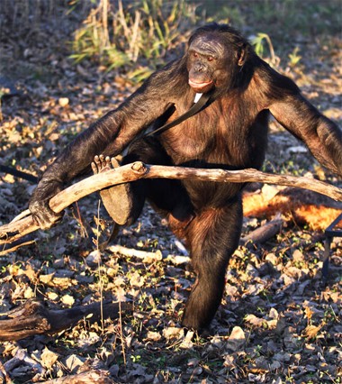 Con khỉ bonobo 31 tuổi bẻ những đoạn củi dài thành những đoạn ngắn hơn. Tiến sĩ Sue Savage-Rumbaugh, một trong những người làm việc tại trung tâm, đã theo dõi Kanzi.