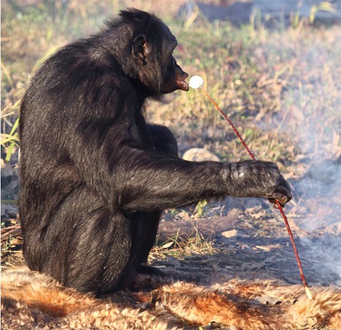 Kanzi là một con khỉ bonobo thông minh. Nó có thể hiểu khoảng 2.000 từ của con người.