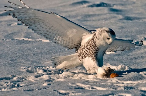 Cú tuyết chộp một con chuột trên đồng tại Quebec, Canada. Ảnh: Barcroft Media.