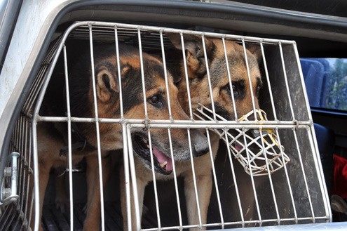 Hai chú chó Poma và Antop lên đường tìm kiếm thi thể nạn nhân một vụ tai nạn