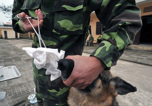 Một con chó giám biệt nguồn hơi đang được huấn luyện viên cho nhận biết chất ma túy. Theo đại tá Phạm Văn Thùy, hiệu trưởng nhà trường, chó giám biệt nguồn hơi phải có thần kinh mạnh và cân bằng, ngoại hình không cần to khỏe mà cần có khứu giác.