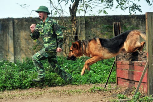 Quá trình tuyển chọn chó từ lúc mới sinh cũng khá tỉ mỉ. Theo những người lính là huấn luyện viên tại đây, một con chó chiến đấu cần có ngoại hình to khỏe, thần kinh mạnh.
