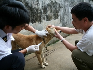 Trách nhiệm của người nuôi chó phải: Đăng ký số lượng chó, mèo nuôi với địa phương hoặc người có chức trách nơi cư trú; tiêm phòng dại định kỳ hàng năm theo chỉ định của cơ quan thú y. Xem thêm: Những món ăn dân dã/ Những món cháo ngon/ Những món ăn từ côn trùng