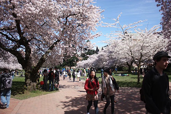Sinh viên ĐH Washington hồ hởi thưởng thức vẻ đẹp mê hồn của những cây hoa anh đào trong khuôn viên trường.