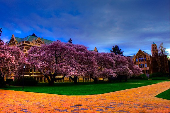 Những cây anh đào đỏ hiếm hoi tại Đại học Washington.