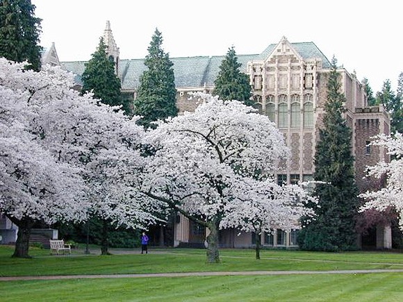 Những cây anh đào trắng nở rộ dươi thảm cỏ xanh mượt tại Đại học Washington.