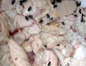 Hàng tấn thịt thối hàng ngày vẫn đang được các “đầu nậu” xử lý để đưa ra thị trường cho người tiêu thụ và ... Xem thêm: Cách mua thịt lợn an toàn và không dùng chất cấm / Gà vàng, heo quay hấp dẫn "nhờ"... phẩm độc