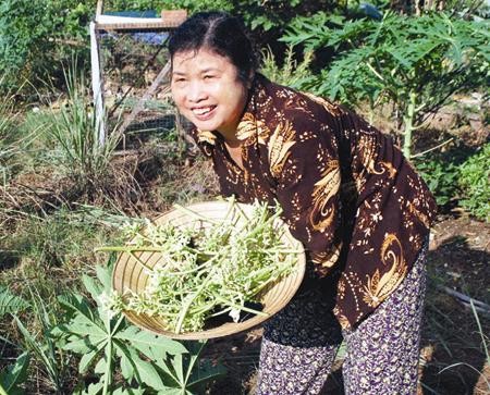 Hái hoa đu đủ đực