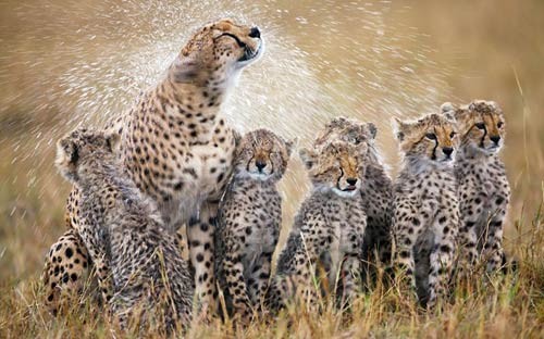 Báo mẹ rũ nước trên lông cạnh 6 con nhỏ sau một trận mưa ở Masai Mara, Kenya