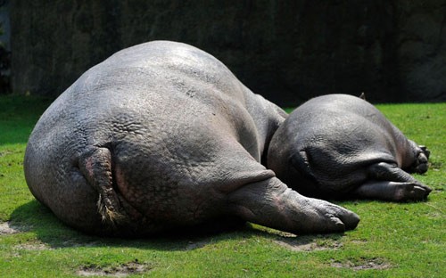 Hai mẹ con hà mã nằm phơi nắng trên bãi cỏ trong vườn thú ở Berlin, Đức