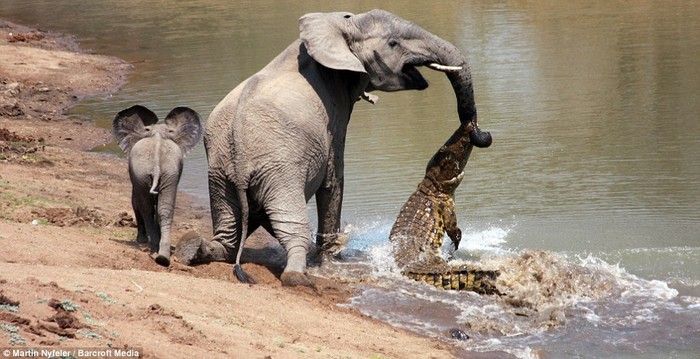 Và voi mẹ khi xuống uống nước cũng là nạn nhân săn mồi của cá sấu.