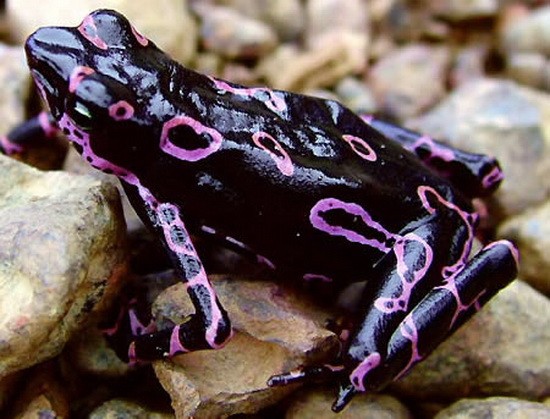 Ếch Atelopus