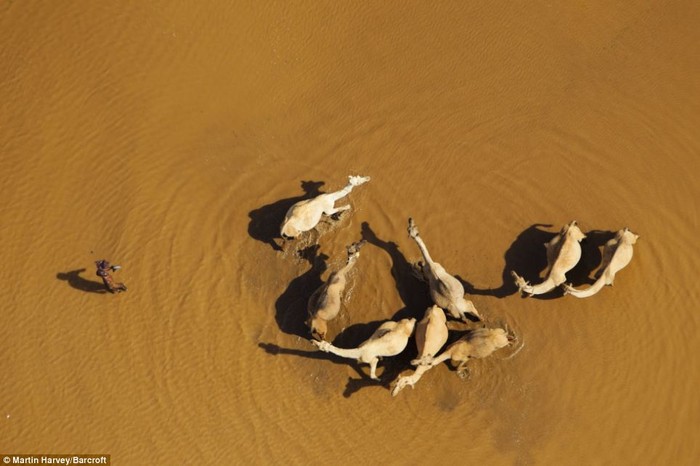 Những chú lạc đà ở sa mạc Chalbi, phía bắc Kenya.