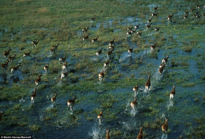 Đàn linh dương chạy qua sông.