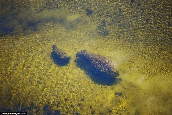 Hai mẹ con chú hà mã ẩn dưới mặt nước hồ Botswana.