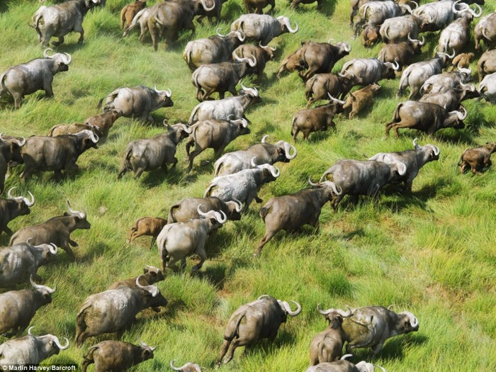 Đàn trâu vùng Cape trên đồng cỏ.