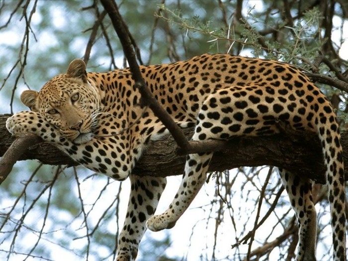 Báo hoa mai (Panthera pardus)