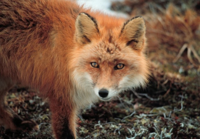 Cáo Vulpes vulpes