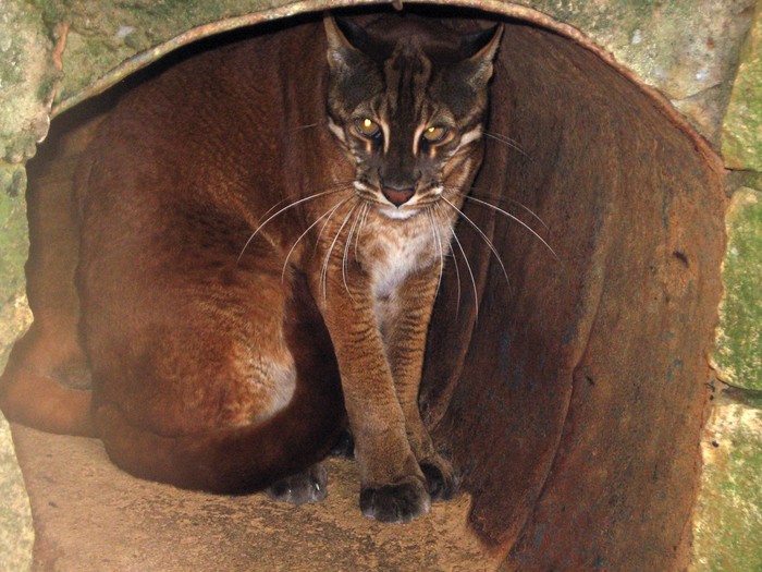 Báo lửa (Catopuma temmincki)