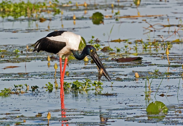 Cò Á châu (Xenorhynchus asiaticus)