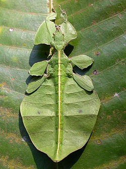 Bọ lá (Phyllium succiforlium Linnaeus)