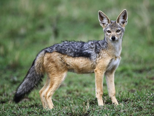 Chó rừng (Canis aureus Linnaeus)